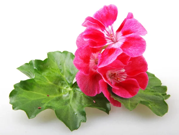 Geranium Pelargonium Blumen Isoliert Auf Weißem Hintergrund — Stockfoto