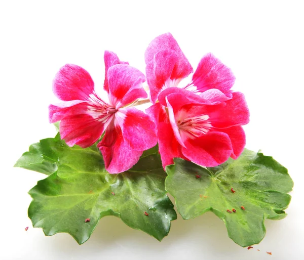 Geranium Pelargonium Kwiaty Izolowane Białym Tle — Zdjęcie stockowe