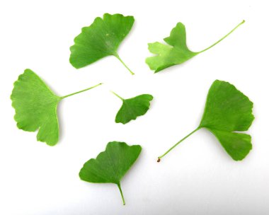 Beyaz arkaplanda Ginkgo biloba yaprağı izole.