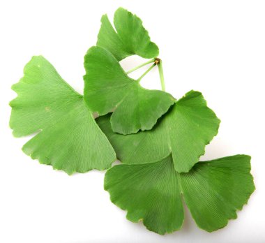 Beyaz arkaplanda Ginkgo biloba yaprağı izole.