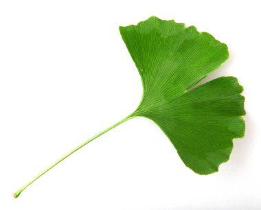 Beyaz arkaplanda Ginkgo biloba yaprağı izole.