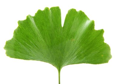Beyaz arkaplanda Ginkgo biloba yaprağı izole.