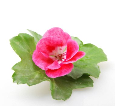 Sardunya Pelargonyum Çiçekleri Beyaz Arkaplanda İzole Edildi.