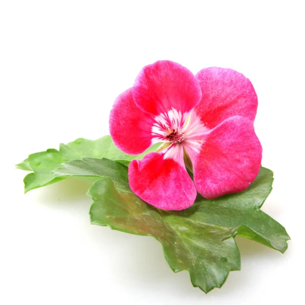 Flores Pelargonio Geranio Aisladas Sobre Fondo Blanco —  Fotos de Stock