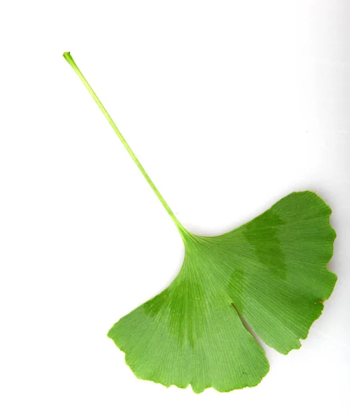Beyaz Arkaplanda Ginkgo Biloba Yaprağı Izole — Stok fotoğraf