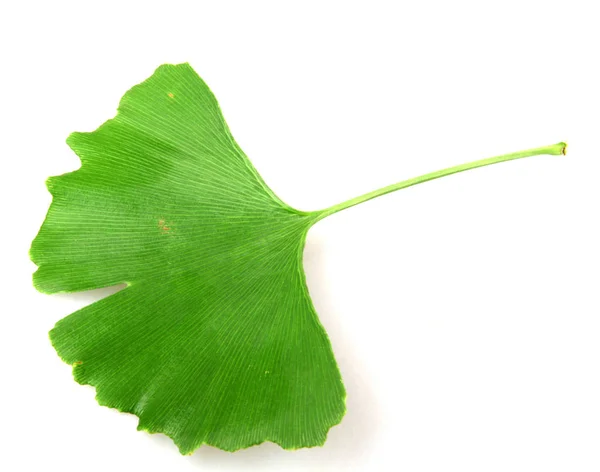 Ginkgo Biloba Blad Isolerad Vit Bakgrund — Stockfoto