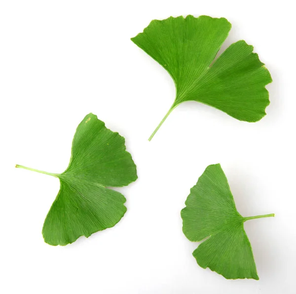Ginkgo Biloba Leaf Isolated White Background — Stock Photo, Image