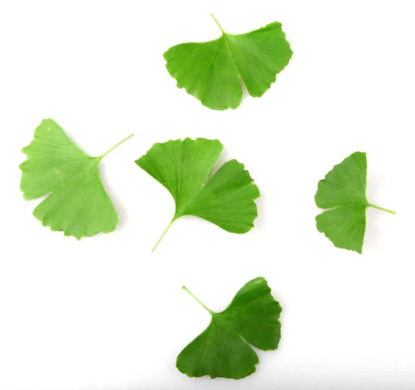 Ginkgo Biloba Foglia Isolata Sfondo Bianco — Foto Stock