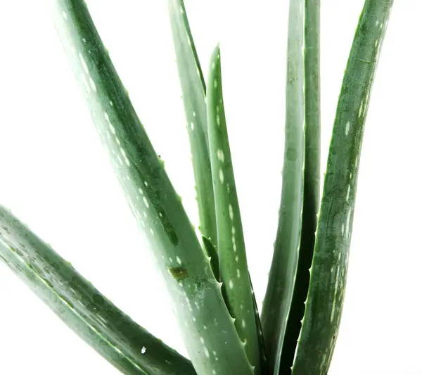 Aloe Vera Isolata Bianco — Foto Stock