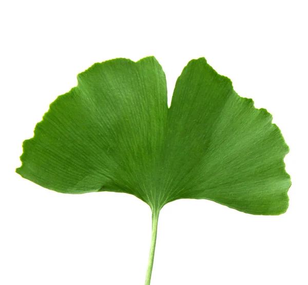 Ginkgo Biloba Hoja Aislada Sobre Fondo Blanco —  Fotos de Stock