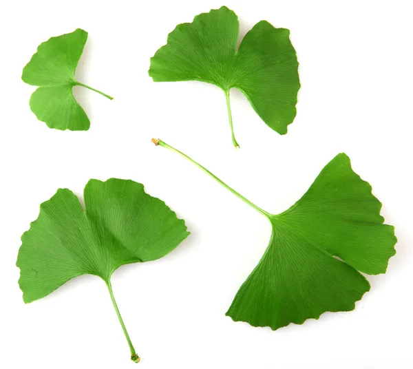 Ginkgo Biloba Foglia Isolata Sfondo Bianco — Foto Stock