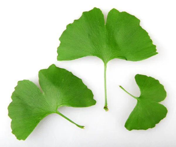 Folha Ginkgo Biloba Isolada Sobre Fundo Branco — Fotografia de Stock