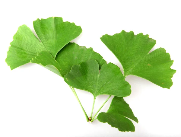 Ginkgo Biloba Foglia Isolata Sfondo Bianco — Foto Stock