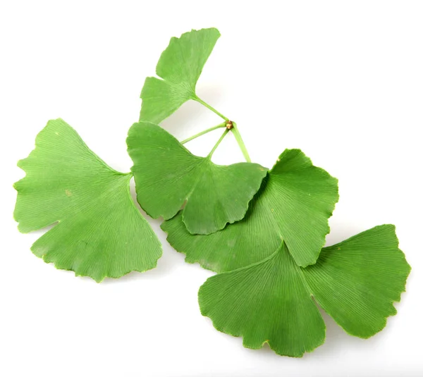 Folha Ginkgo Biloba Isolada Sobre Fundo Branco — Fotografia de Stock