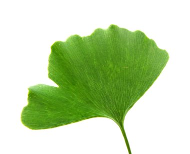 Ginkgo Biloba Yaprak - renkli görüntü