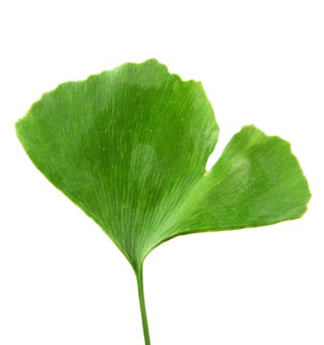 Ginkgo Biloba Yaprak - renkli görüntü