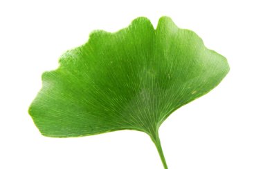 Ginkgo Biloba Yaprak - renkli görüntü