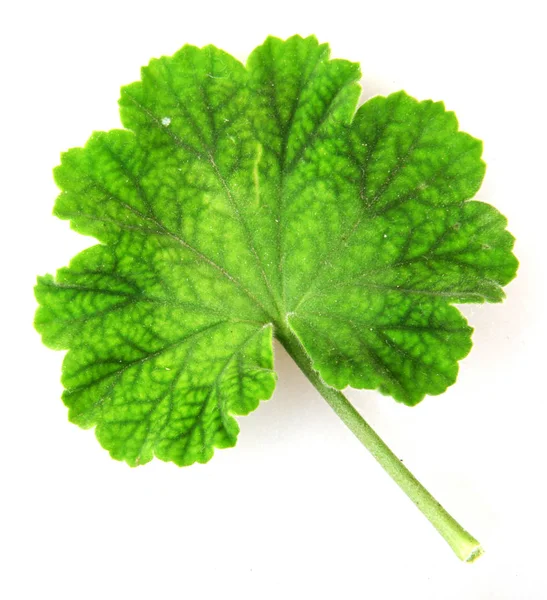 Geranium Pelargonium Leaf Kleurenafbeelding — Stockfoto