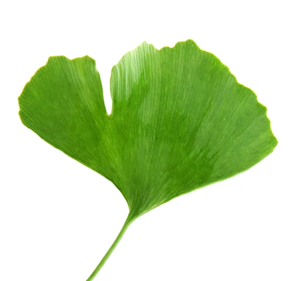 Ginkgo Biloba Leaf Immagine Colori — Foto Stock