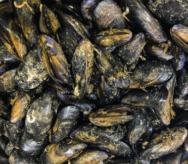 Taze midye arka plan - renkli görüntü