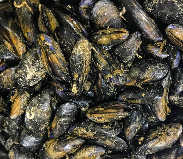 Taze midye arka plan - renkli görüntü