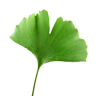Ginkgo Yaprağı Beyaz Arkaplanda İzole Edildi.