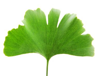 Ginkgo Yaprağı Beyaz Arkaplanda İzole Edildi.