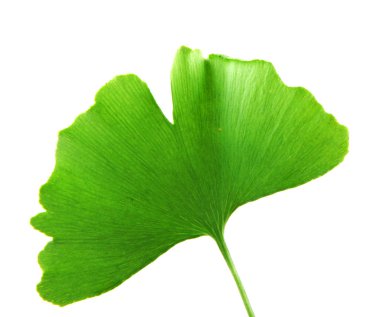 Ginkgo Yaprağı Beyaz Arkaplanda İzole Edildi.