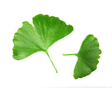 Ginkgo Yaprağı Beyaz Arkaplanda İzole Edildi.