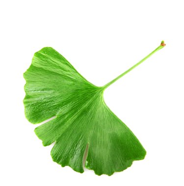 Ginkgo Yaprağı Beyaz Arkaplanda İzole Edildi.
