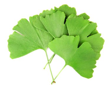 Ginkgo Yaprağı Beyaz Arkaplanda İzole Edildi.