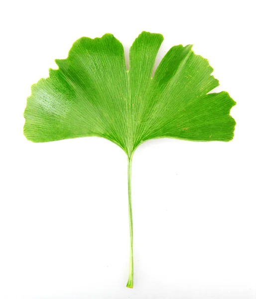 Ginkgo Blad Geïsoleerd Witte Achtergrond — Stockfoto