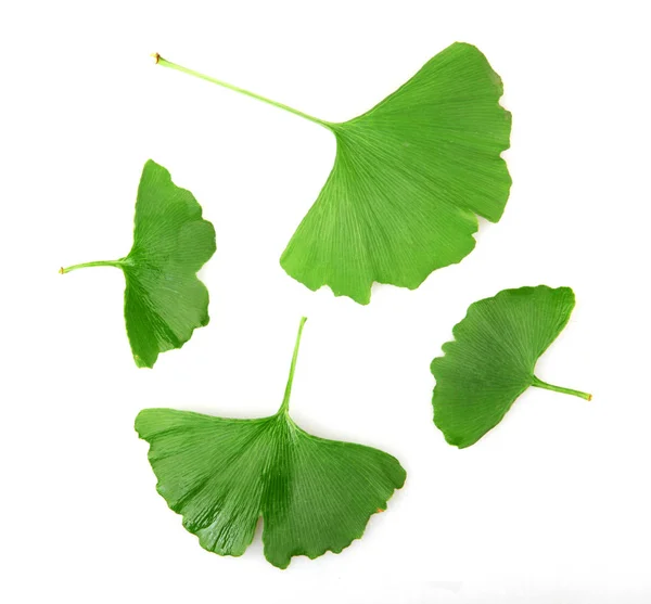 Ginkgo Hoja Aislada Sobre Fondo Blanco —  Fotos de Stock