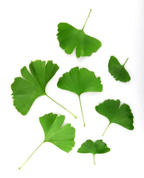 Feuille Ginkgo Isolée Sur Fond Blanc — Photo