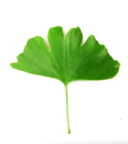 Ginkgo Leaf Isolerad Vit Bakgrund — Stockfoto