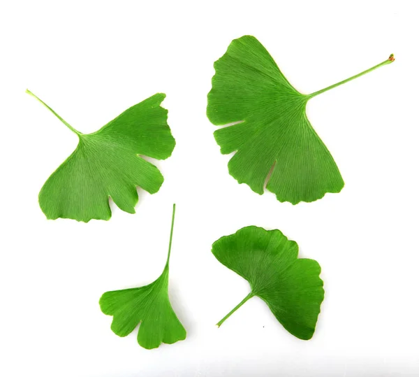 Ginkgo Leaf Isolated White Background — Stock Photo, Image