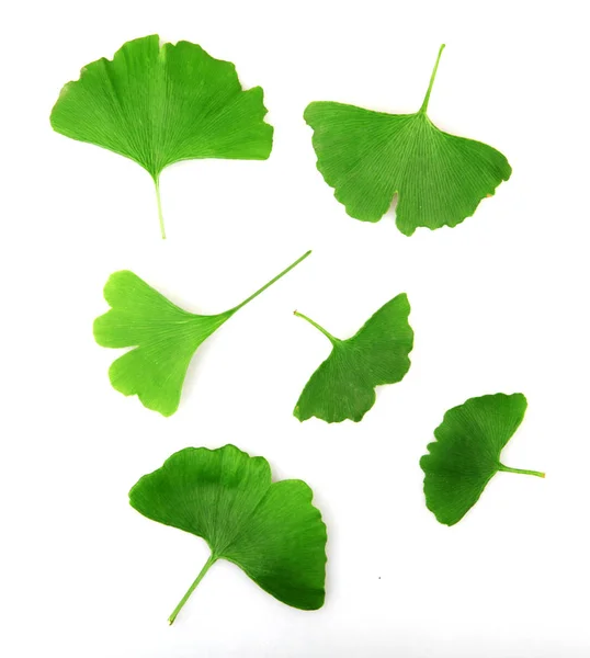 Ginkgo Hoja Aislada Sobre Fondo Blanco —  Fotos de Stock