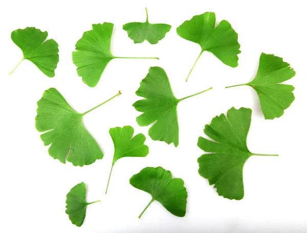 Ginkgo Leaf Isolated White Background — Stock Photo, Image