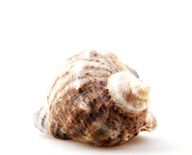 Beyaz arka plan üzerinde izole rapana.