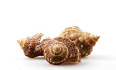 Beyaz arka plan üzerinde izole rapana.