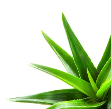 aloe vera bitkisi beyaz arkaplanda izole.