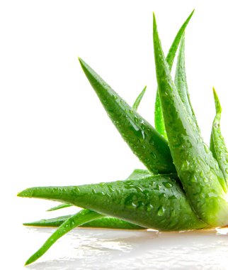 aloe vera bitkisi beyaz arkaplanda izole.