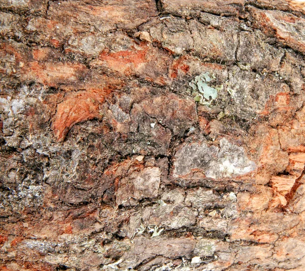 Closeup Tree Trunk Background — Stock Photo, Image