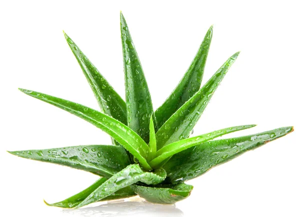 aloe vera bitkisi beyaz arkaplanda izole.