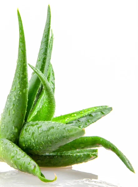 Aloe Vera Anläggning Isolerad Vit Bakgrund — Stockfoto