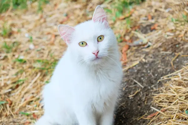 Sokaktaki Güzel Kedi — Stok fotoğraf