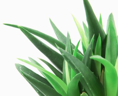 aloe vera beyaz arkaplanda izole.