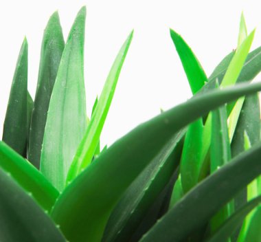 aloe vera beyaz arkaplanda izole.