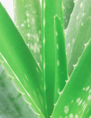 aloe vera beyaz arkaplanda izole.