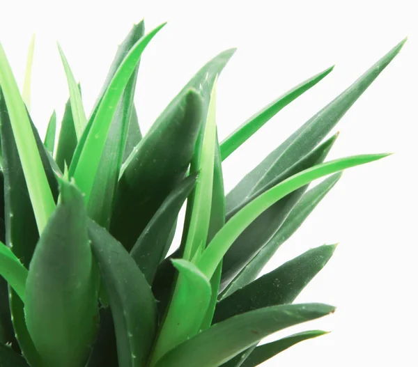 Aloe Vera Beyaz Arkaplanda Izole — Stok fotoğraf